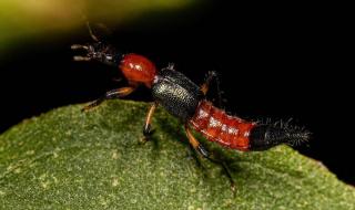 家里为什么会有隐翅虫