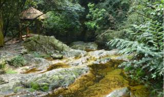 鼎湖山自驾游攻略 广州去肇庆鼎湖山攻略