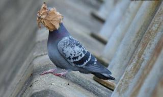 一叶障目是什么意思