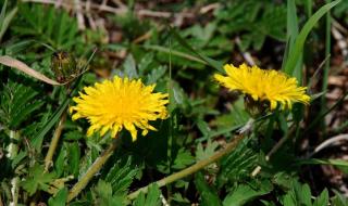 夏季第一花是什么花